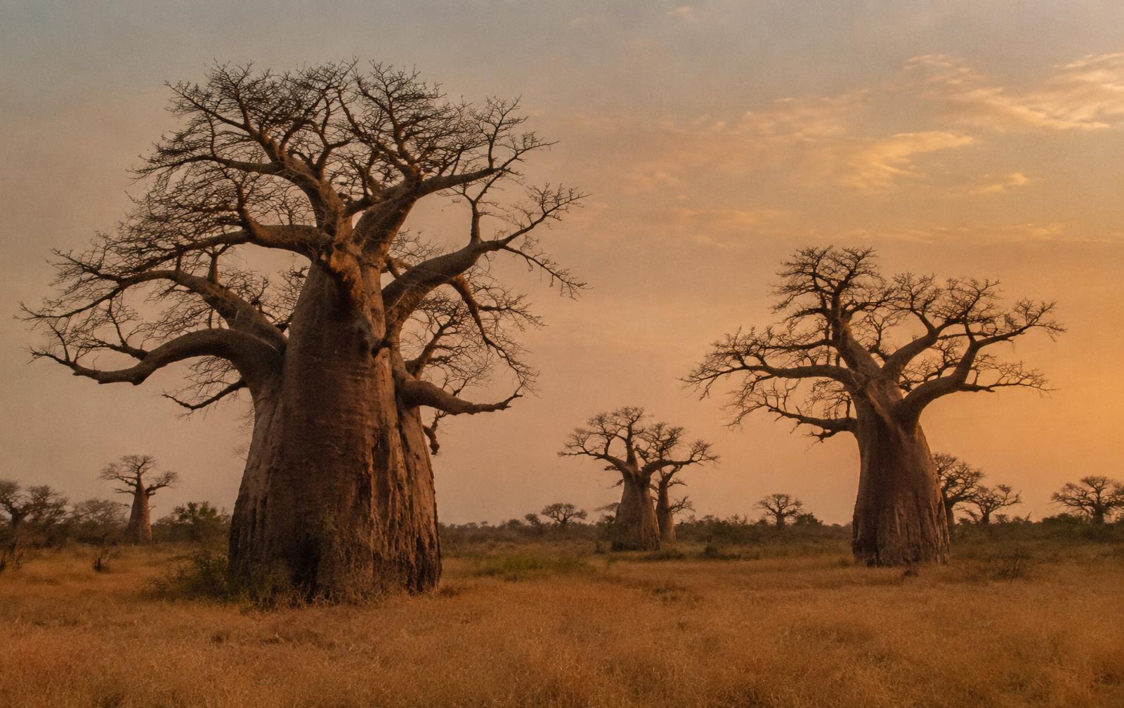 Baobab trees on the savanna at dusk